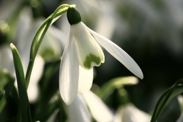 Macro shooting of snowdrops in the forest without snow