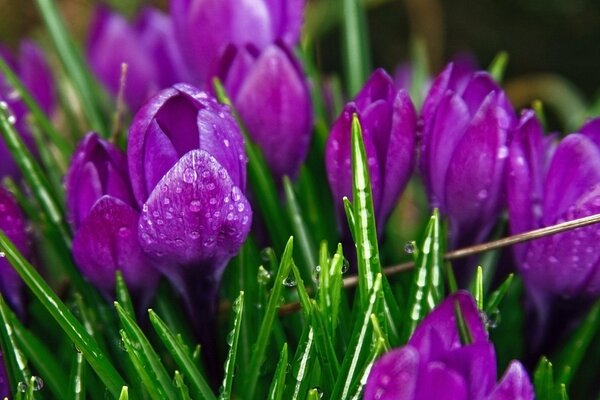 Tulipanes en el rocío de la mañana