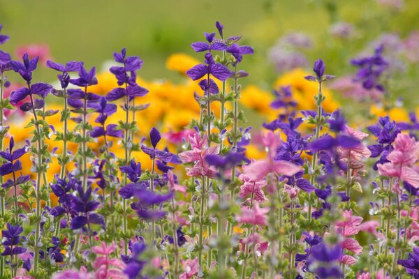 Wild pink, purple and yellow flowers