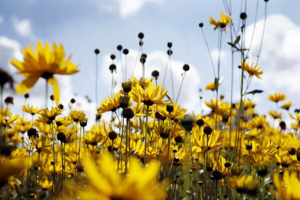 Feld von sommergelben Gänseblümchen