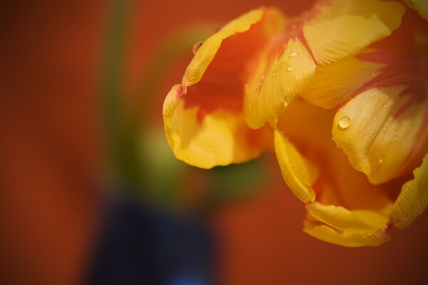 Pétales de tulipes avec des gouttes d eau