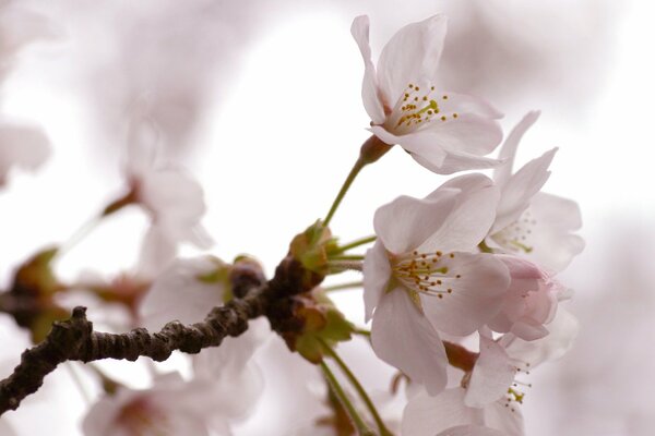 A sprig of a blossoming apple tree