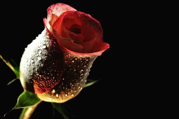 Una gota de rocío en una rosa