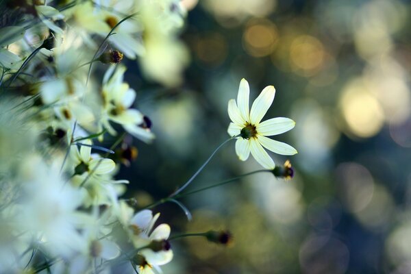 Weiße Blume Makroaufnahme und unscharfer Hintergrund