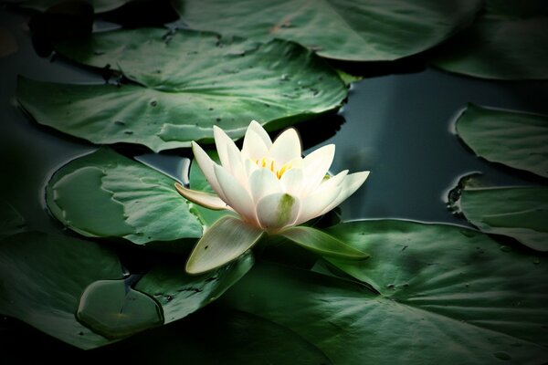 Fleur de nénuphar blanc dans l étang