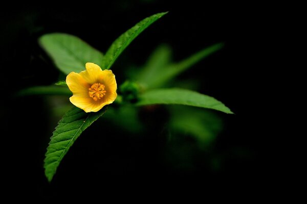 Flor amarilla sobre fondo negro