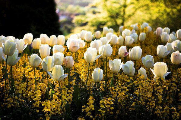 Aiuola in piazza con fiori bianchi