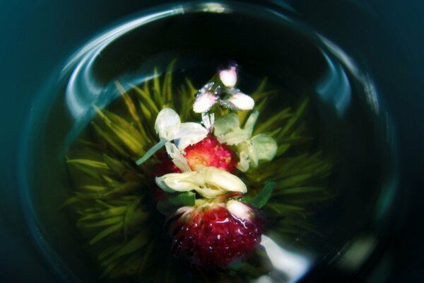 Red orchid in a glass vase