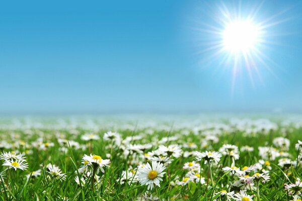 A green field all in blooming white daisies with a clear blue sky and a bright sun