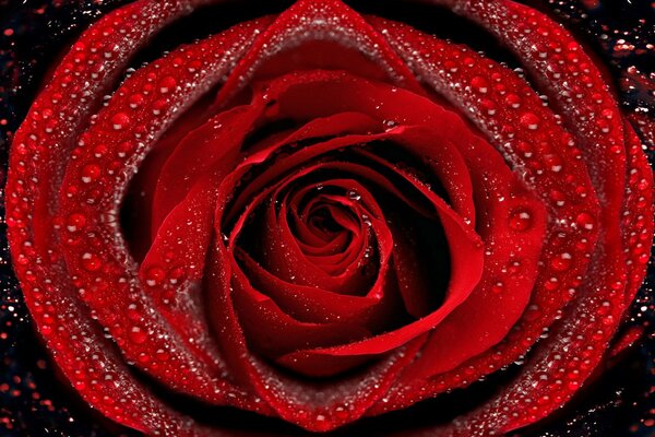 Rose rouge vif avec de la rosée