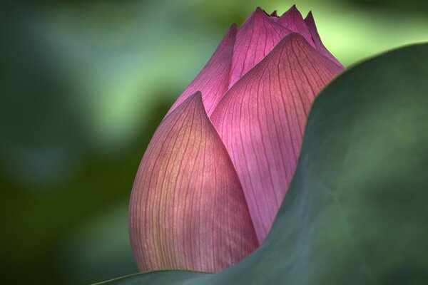 Le Lotus prend de la force