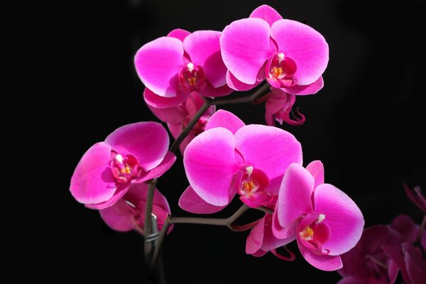 Jasnoróżowa Orchidea na czarnym tle