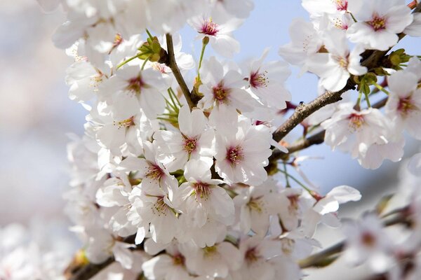 A white branch of a blooming apple tree