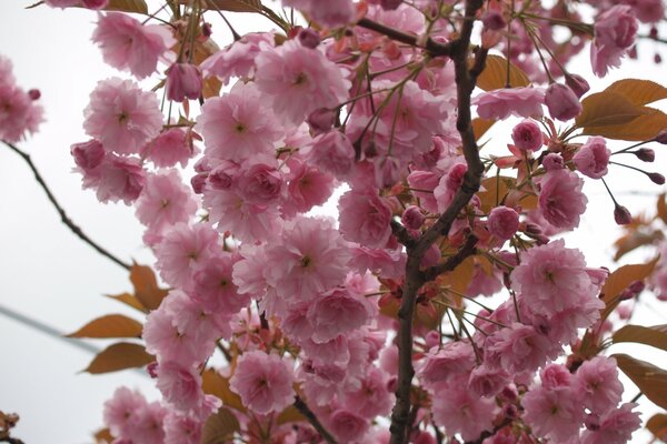 Delicate opening of sakura, rose petals