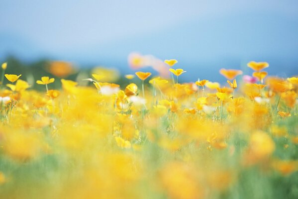 Verschwommene gelbe Blumen im Sommer auf einer Lichtung