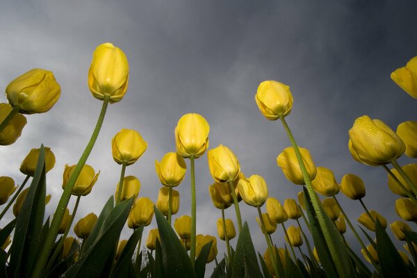 Los tulipanes se extienden hacia el cielo gris