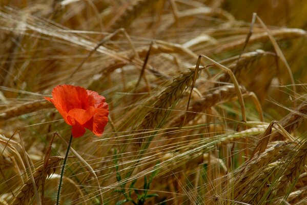 A field of ears and a red poppy