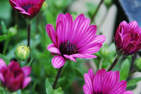 Fleurs lumineuses sur des tiges minces. Pétales violets