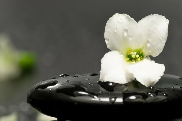 Flor blanca sobre piedra negra