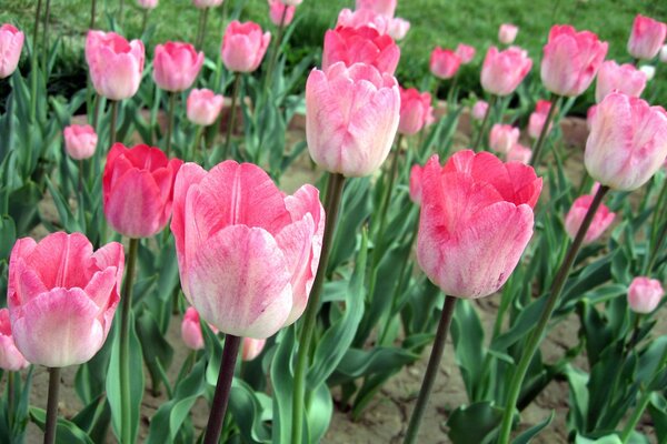 Różowe tulipany na polu