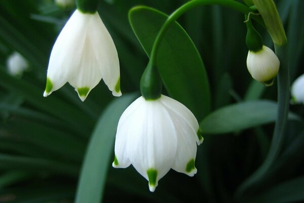 The first snowdrops close-up