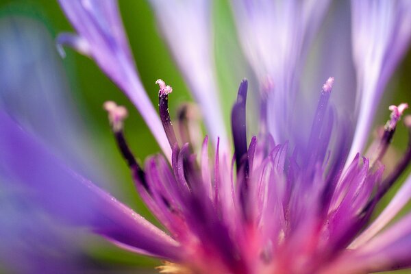 Pétalos de flores púrpuras en verano