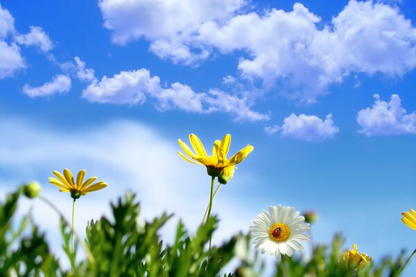 Fiori estivi su uno sfondo di cielo blu