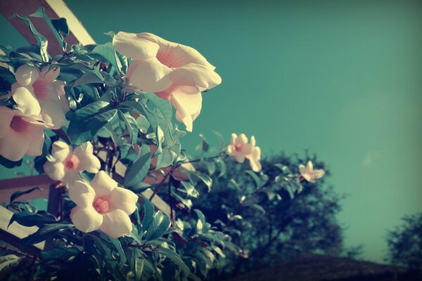 Hermosas flores en la naturaleza en verano