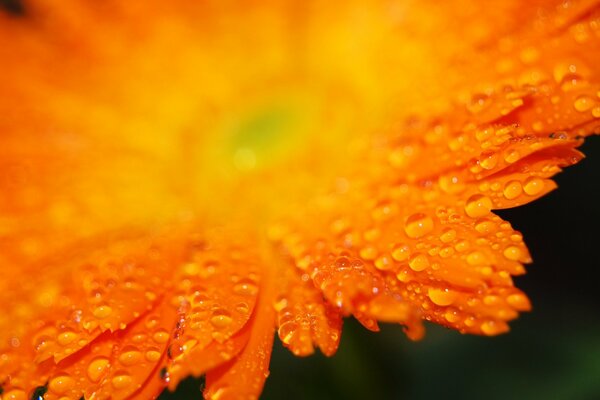 Pétalos de flores de color naranja con gotas de lluvia