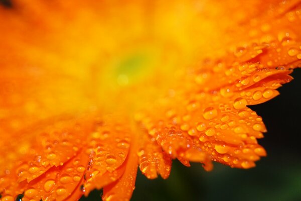 Pomarańczowe płatki kwiatów z kroplami deszczu