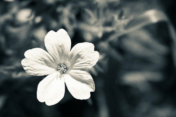 Macro flower in white-gray tone