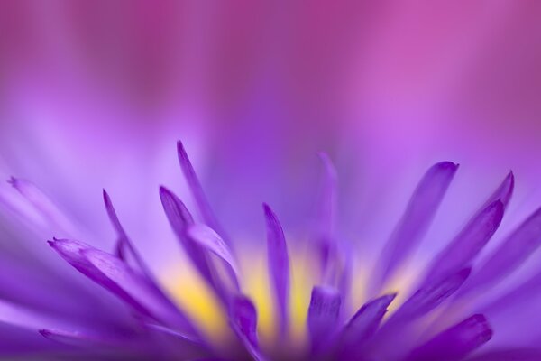 An incredibly purple petal of a beautiful flower