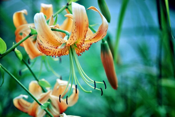 Orange Blume mit langen Staubblättern und Stößel