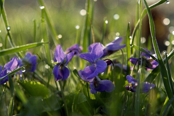 Kleine blaue Blumen im Gras