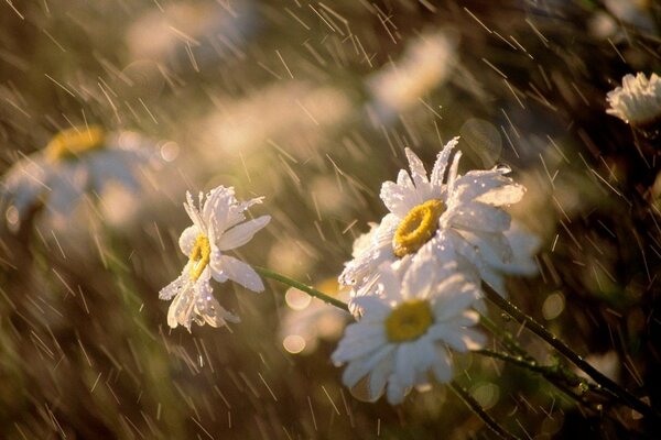Field daisies in the rain. Macro shooting