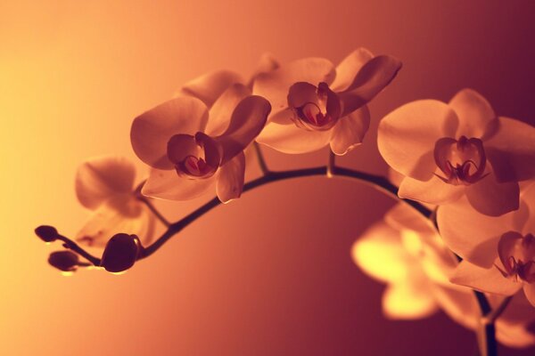 Flor de orquídea al atardecer