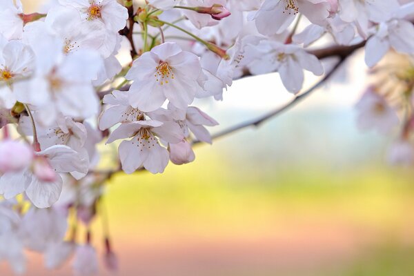 Spring. White cherry petals