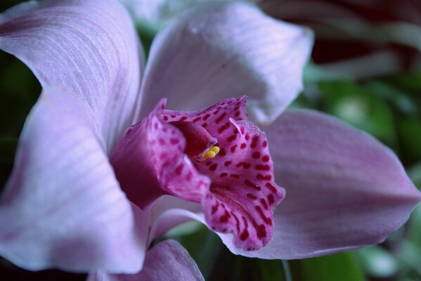 Beautiful lilac orchid in the forest