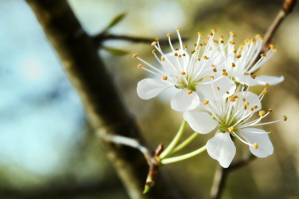 Three snow-white flowers on a branch