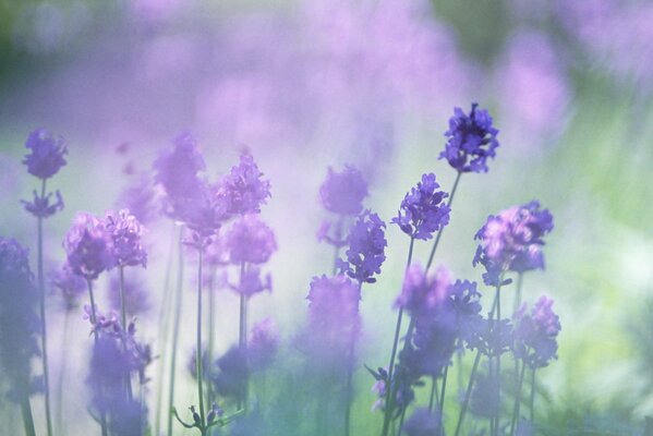 Foto de flores de lavanda lila