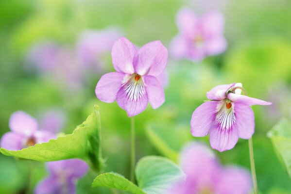 Zarte Fliederblüten im Frühling