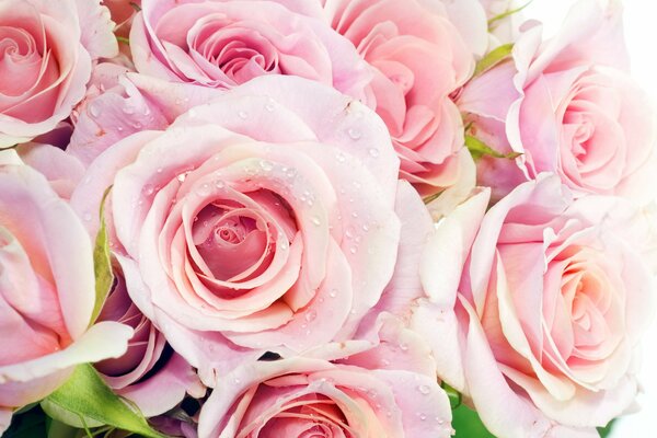 A bouquet of delicate, pink roses