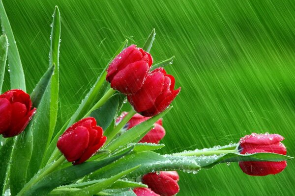 Bouquet of red tulips in dew