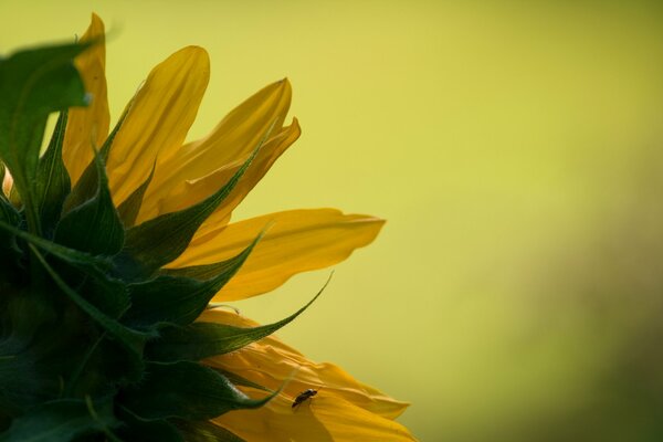 Fotografia di girasole giallo solare