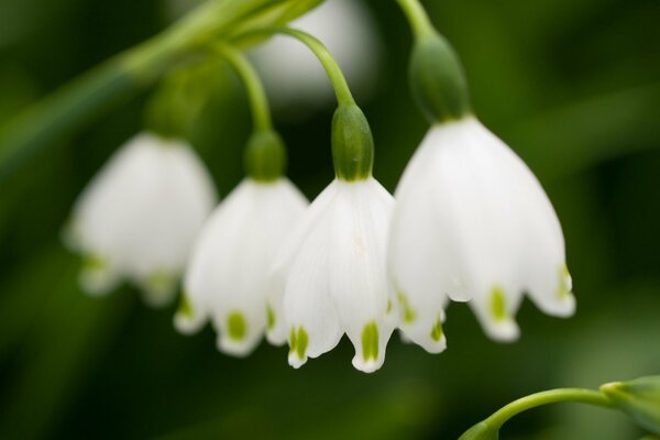 Spring snowdrops in the forest