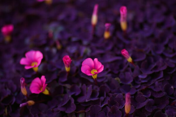 Bright purple flowers are growing