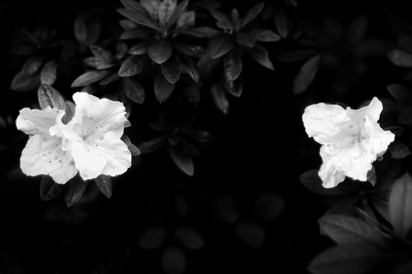 Imagen en blanco y negro flores blancas