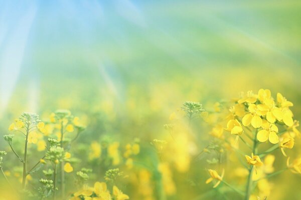 Rapeseed field in the sun