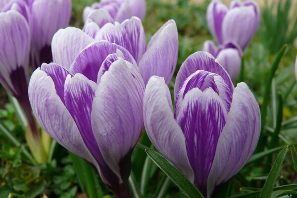 Purple crocuses in the grass , macro photography