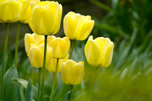 Fotos de tulipanes amarillos en el Jardín